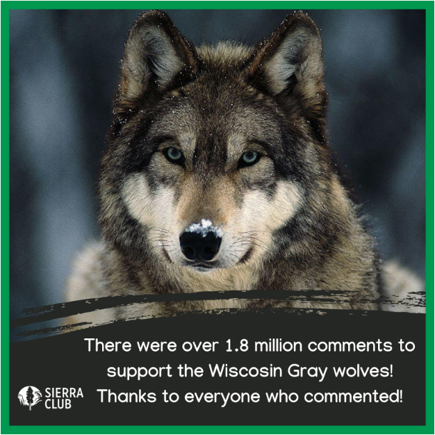 More Than 1.8 Million Comments To Protect The Wolves! | Sierra Club